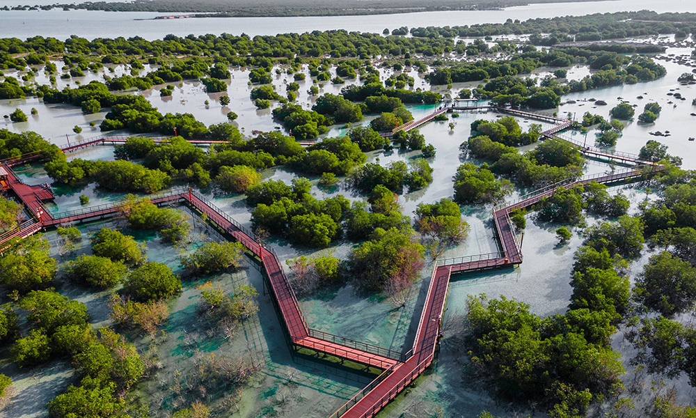 Abu-Dhabi-Mangroves_1000x600.jpg